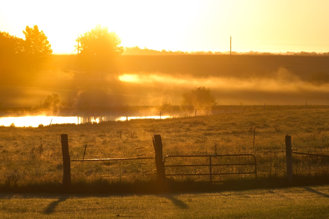 Farm - Primary Capsule - Mangalitsa Estates