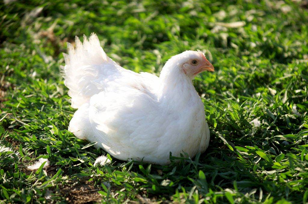 Pitman Family Farm Chickens