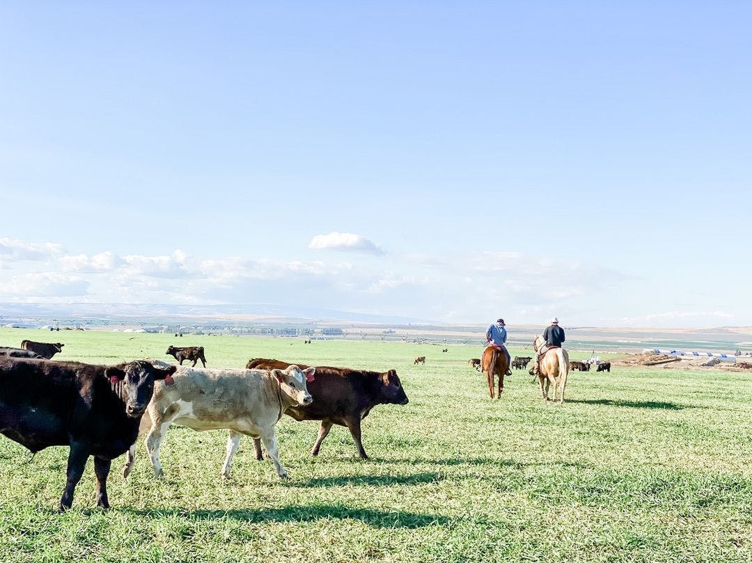 Royal Ranch Capsule Image