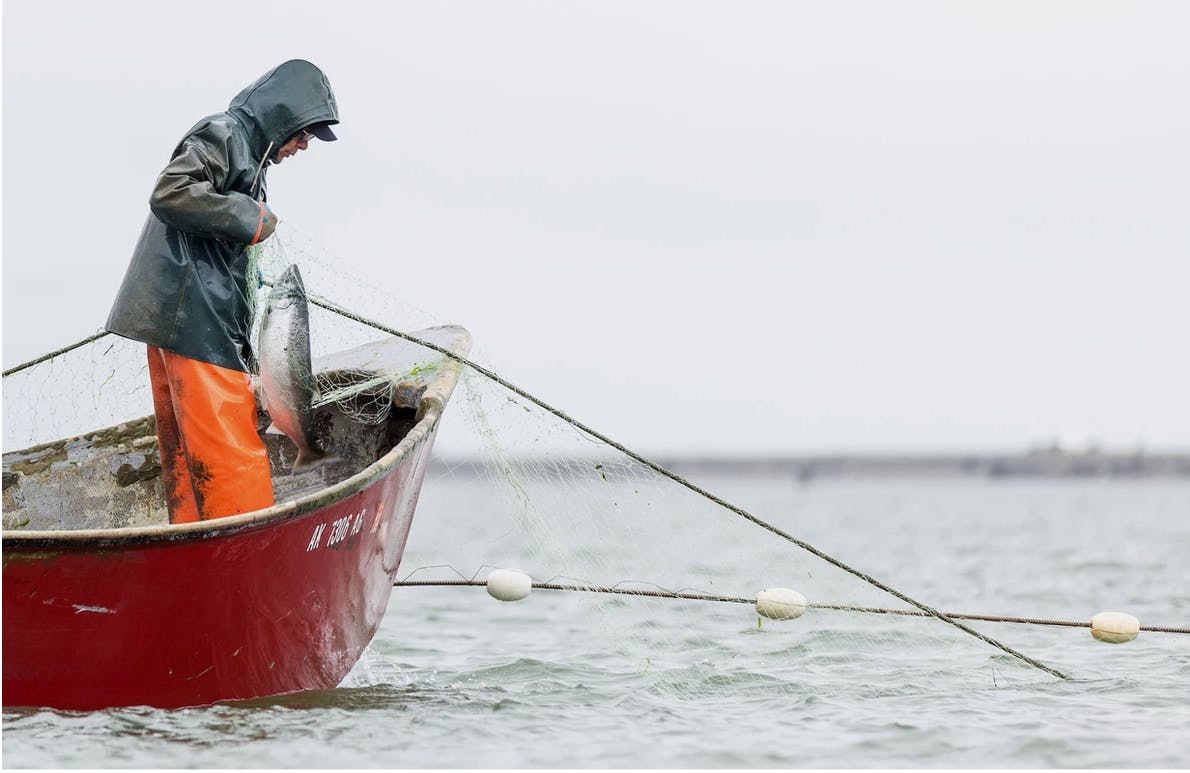 Cannon Fish Co. Girl With Net