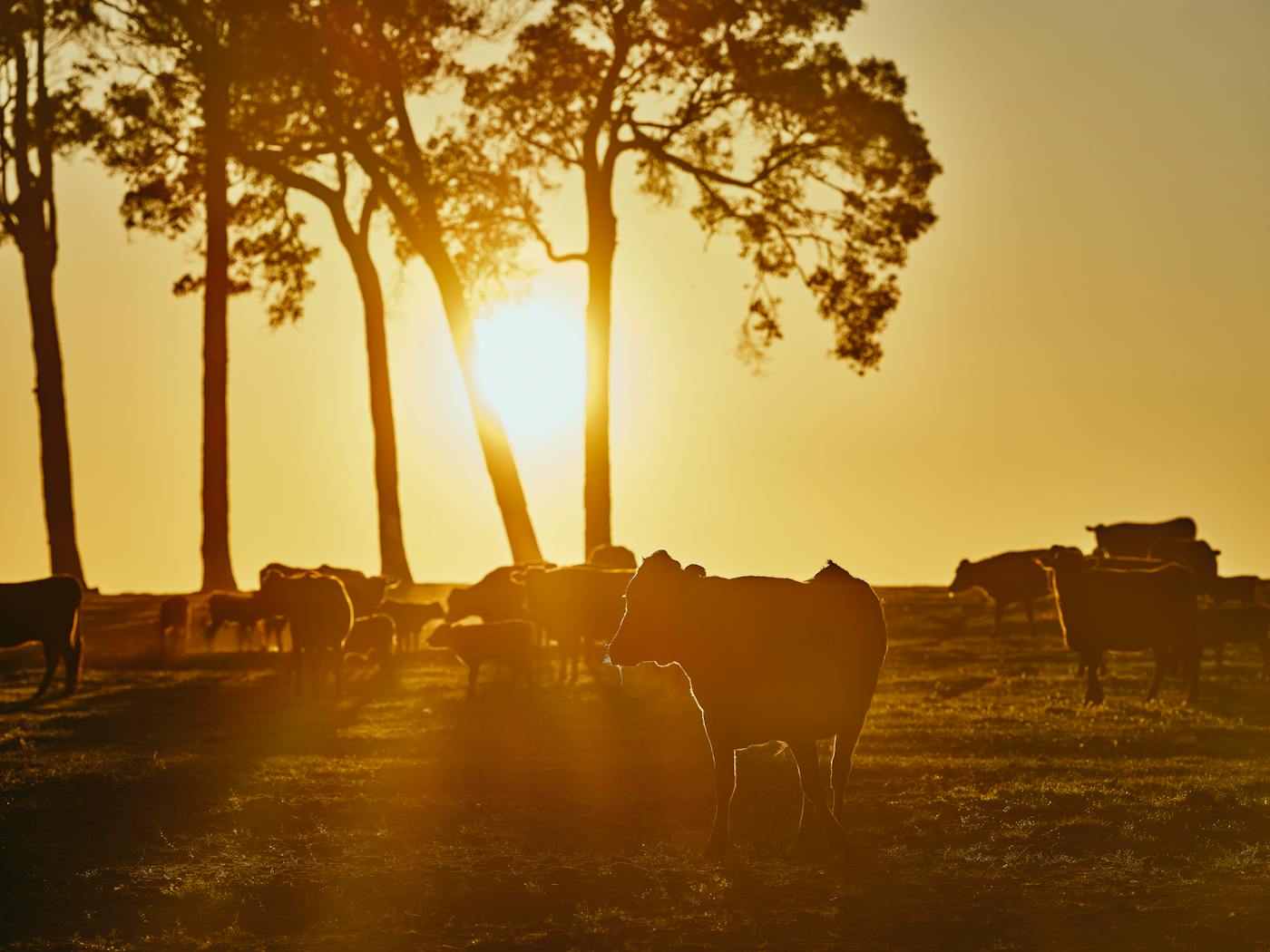 Margaret River Wagyu Primary Capsule Image