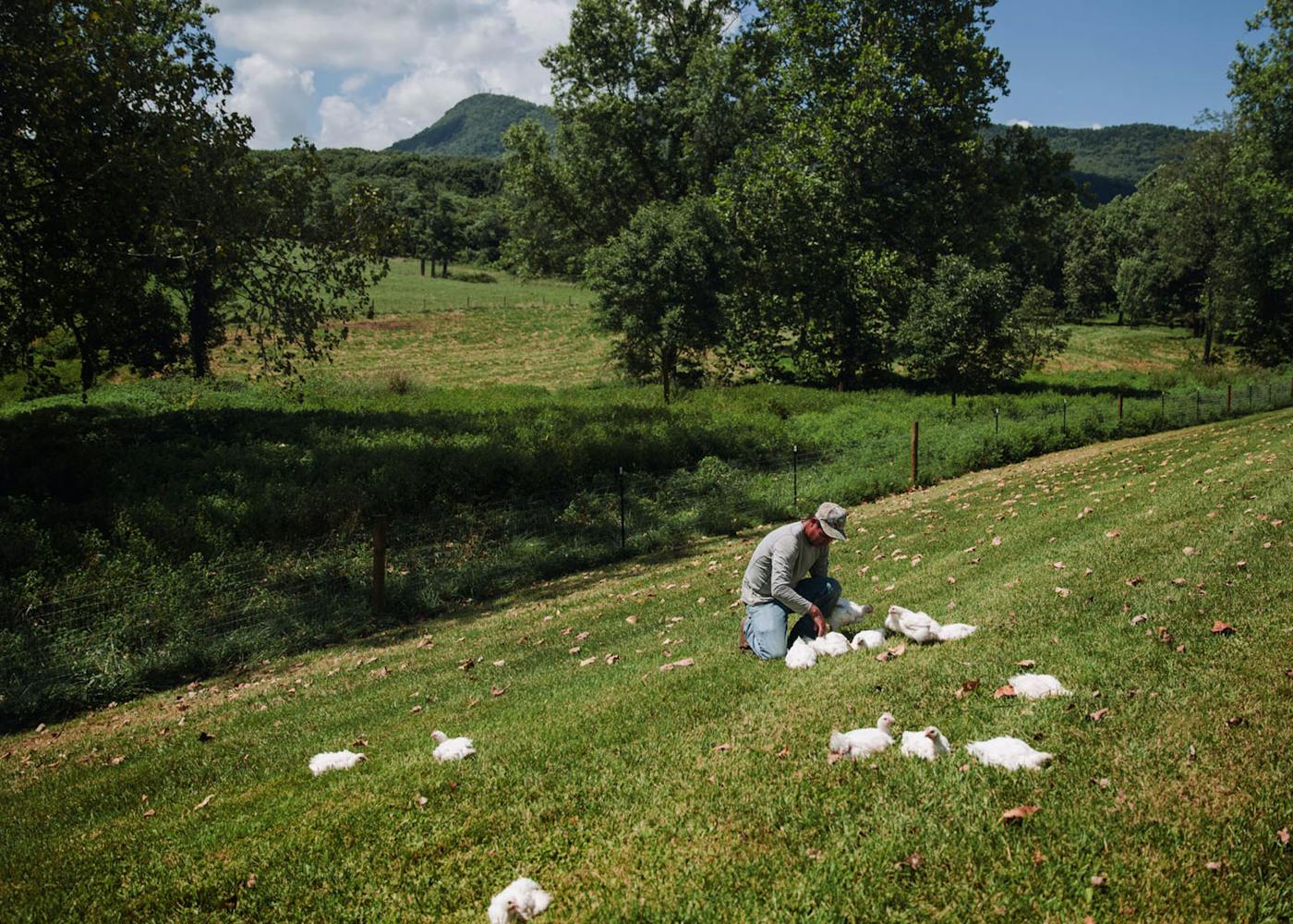 Farm - Primary Capsule - Mary's Organic Chicken