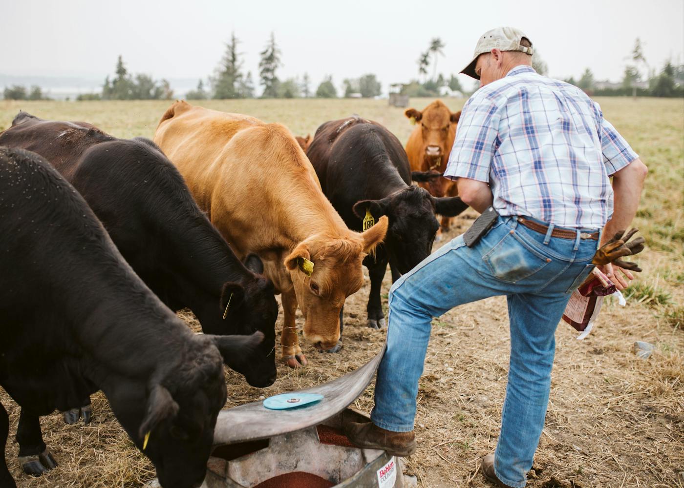 Farmer feeding cows.