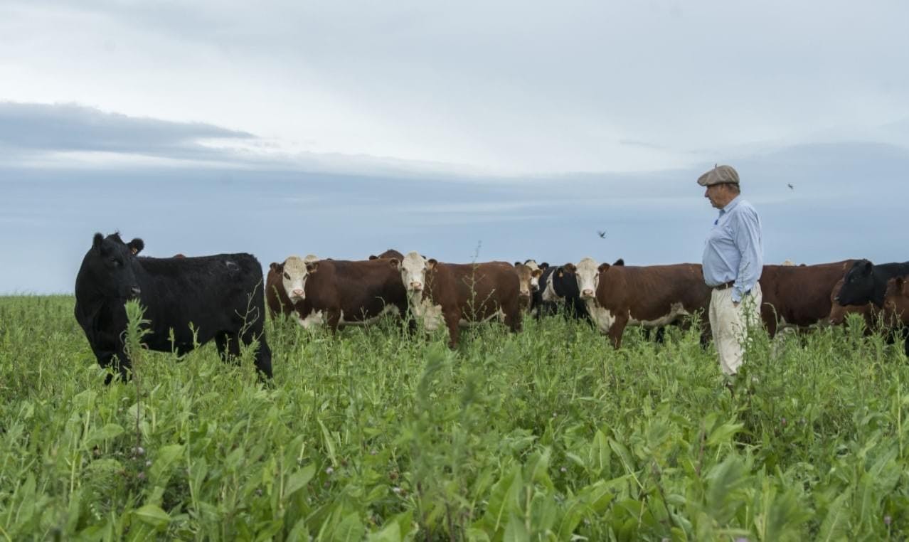Cooked Sliced Flank Steak